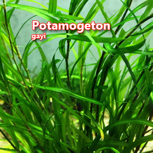 Potamogeton gayi